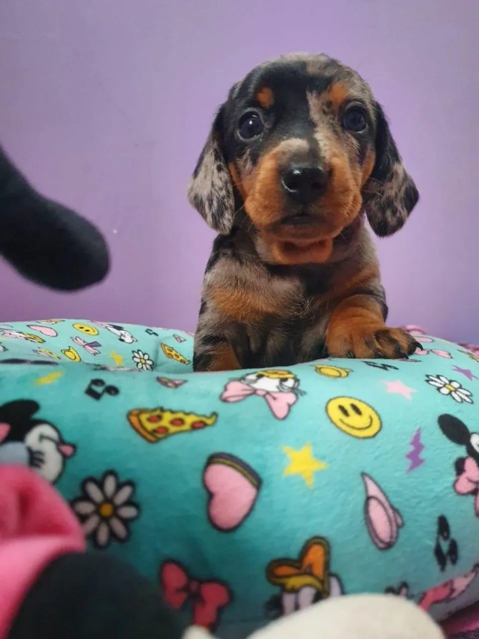 dachshund mini