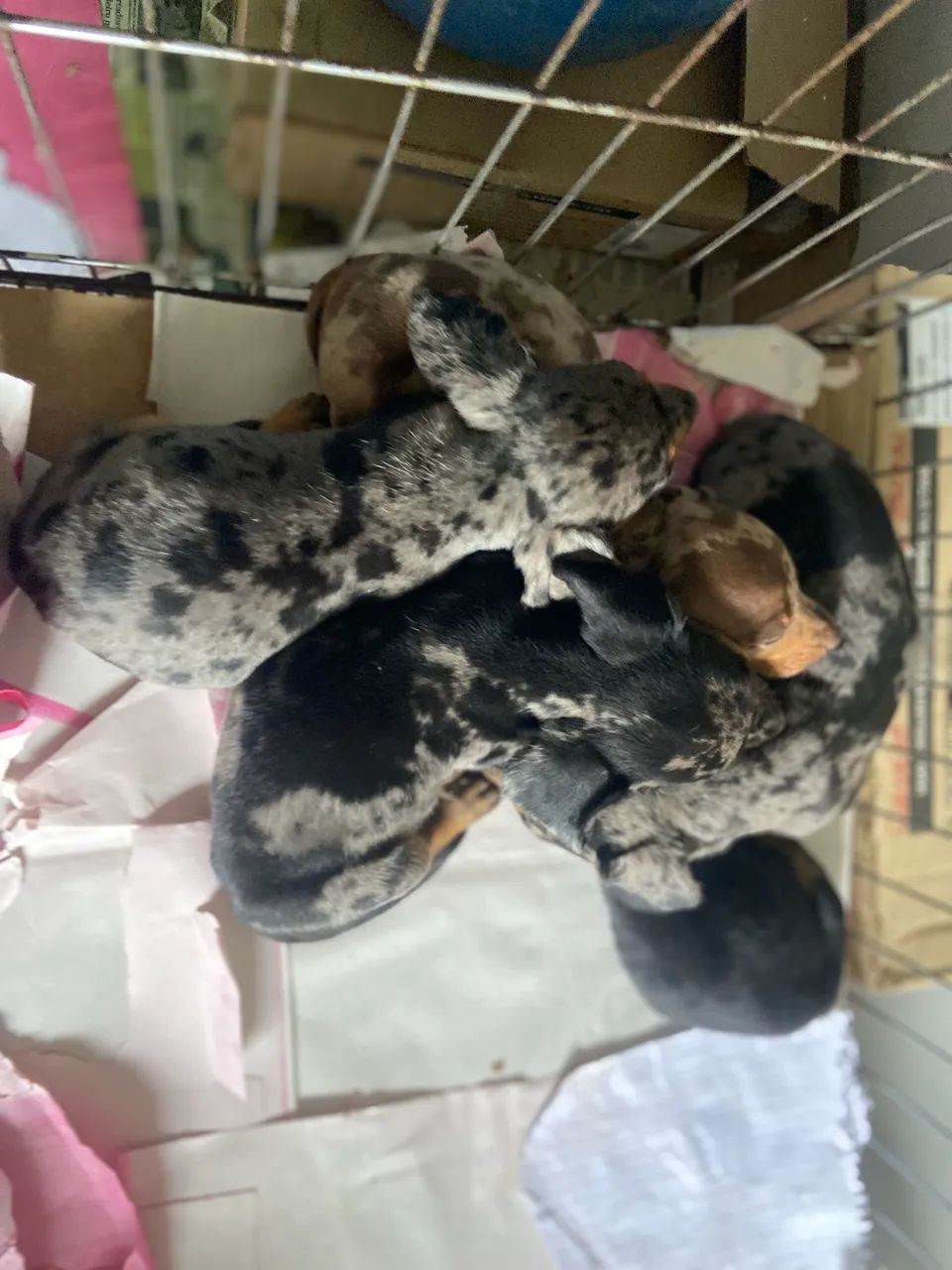 Macho de dachshund  - Foto 5
