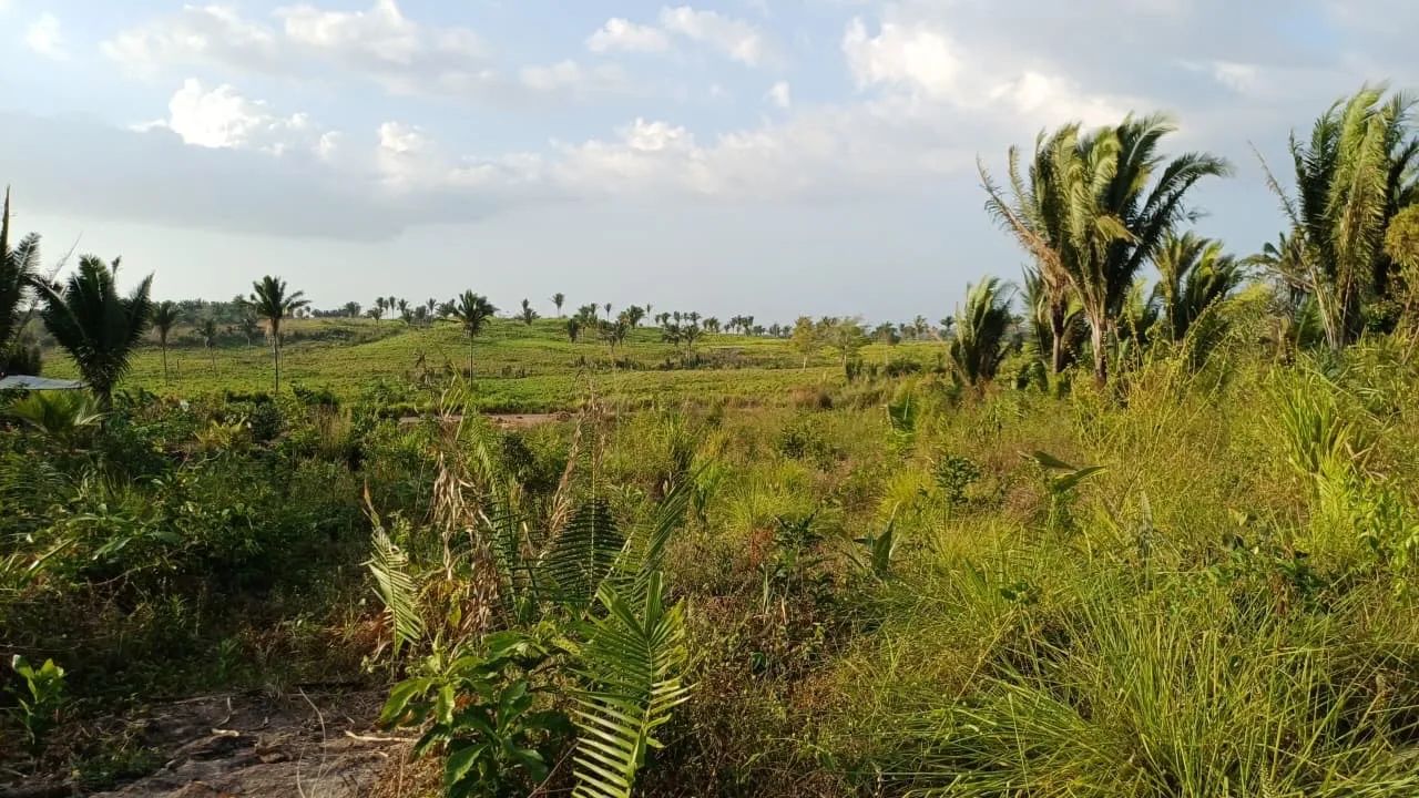 Vende-se terreno a 1km da BR de Miranda  - Foto 3