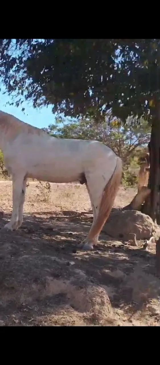 Dois Cavalos  - Foto 4