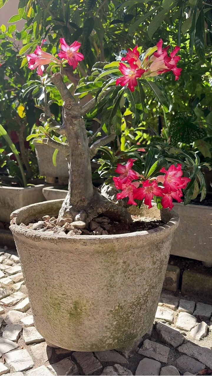Jardim - Foto 3