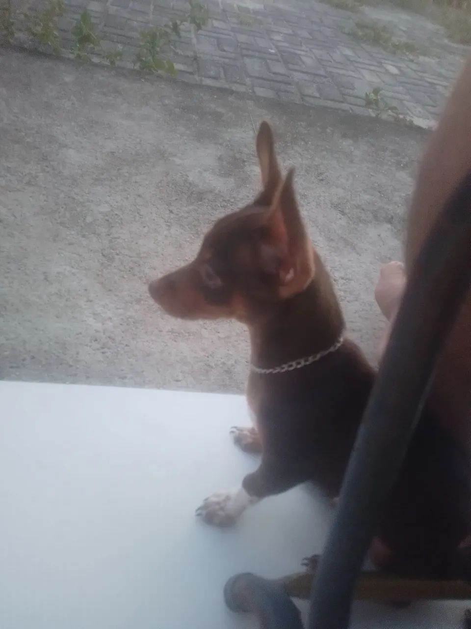Cão 