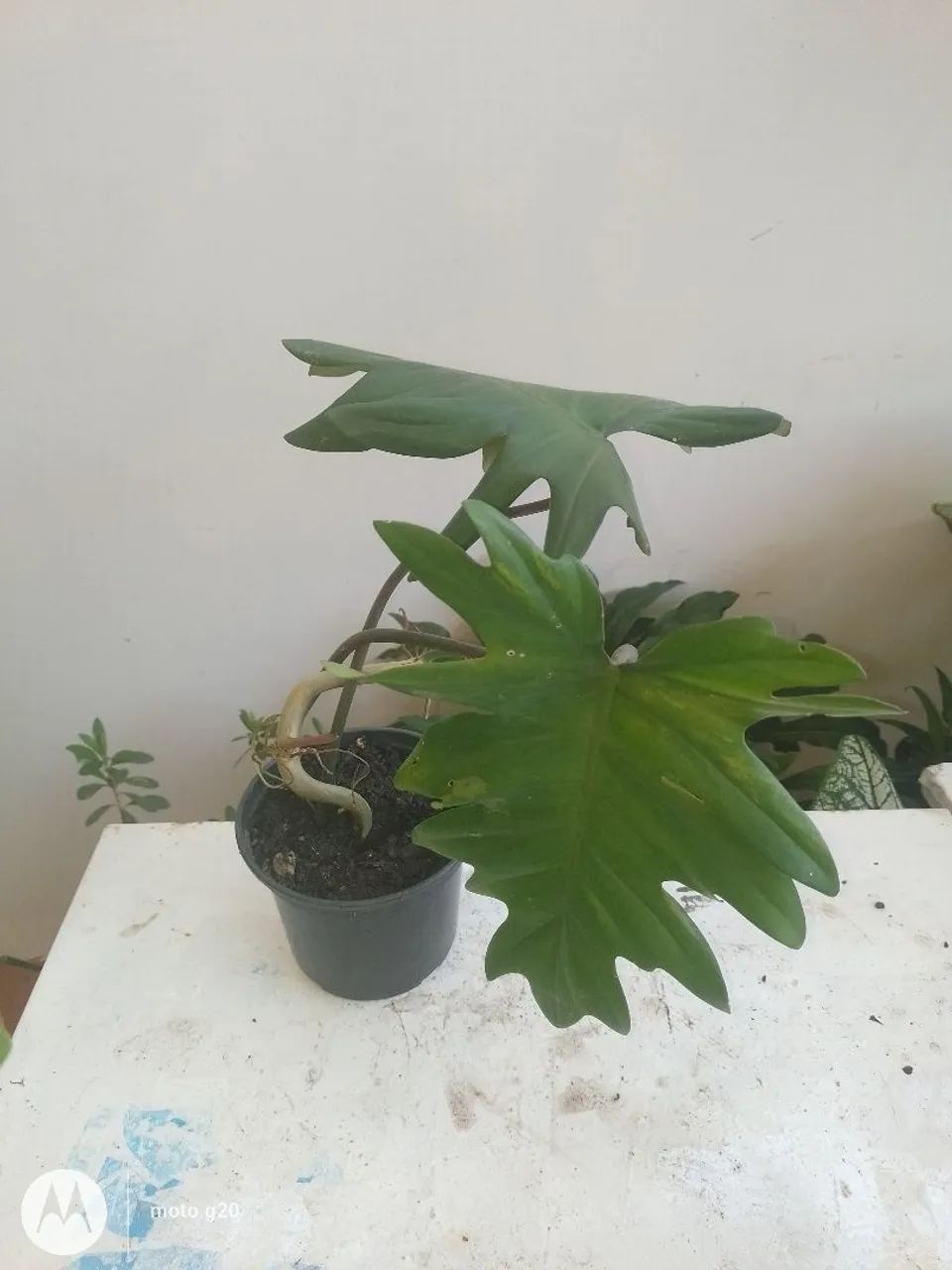 Desapego  - Foto 2