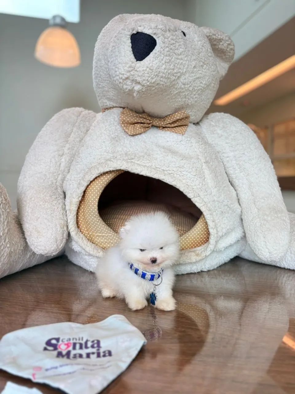 spitz alemão anao miniatura branquinho ursinho  - Foto 3