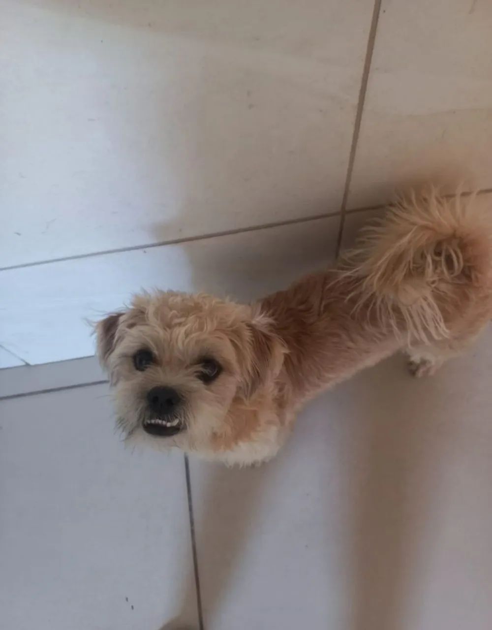 cachorro para adoção  - Foto 2