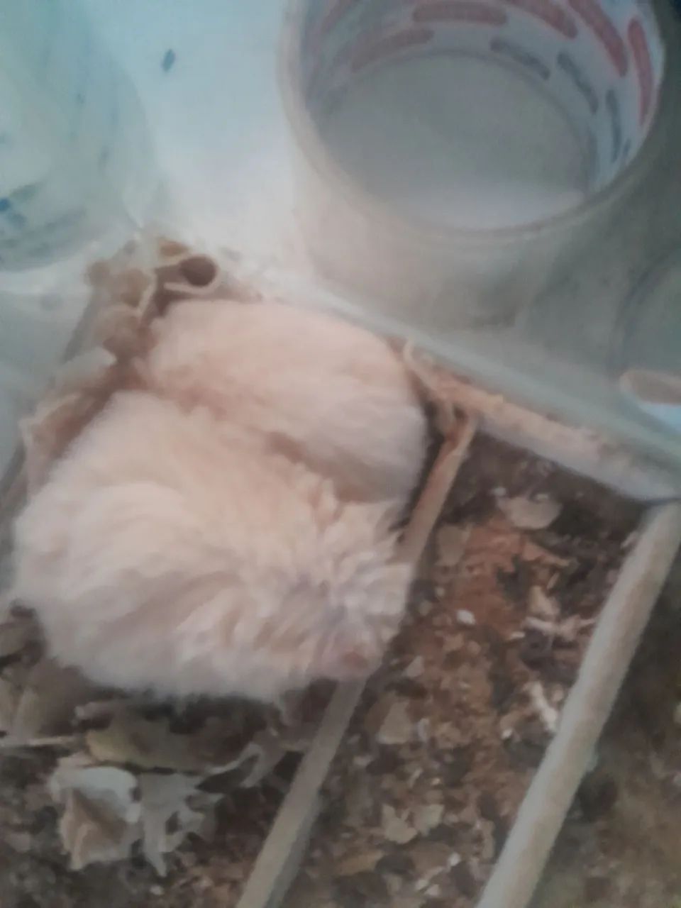 Dois hamster - Foto 2