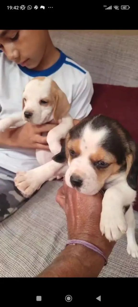 Beagle  - Foto 2