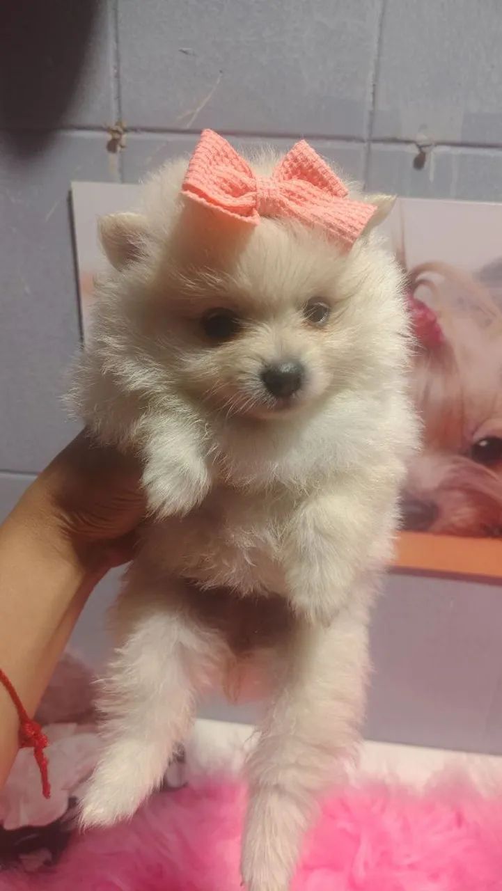 Fêmeas de spitz alemão anã  - Foto 4