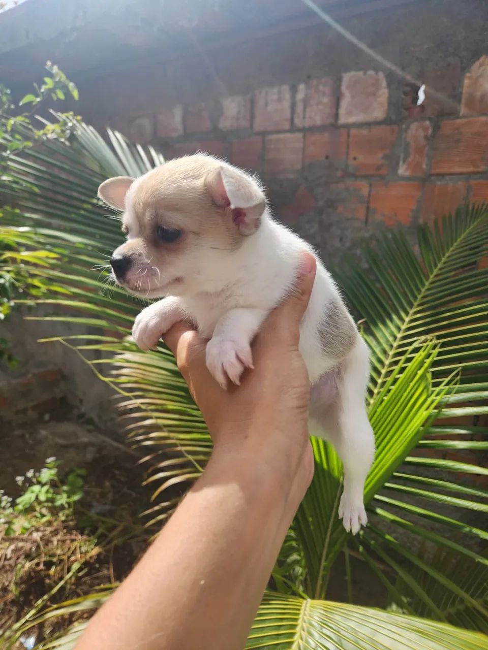 Chihuahua Macho  - Foto 5