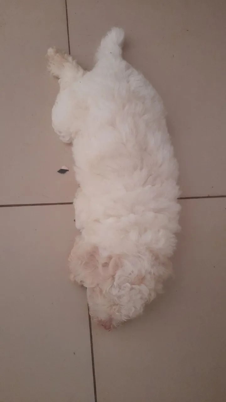 Poodle  - Foto 3