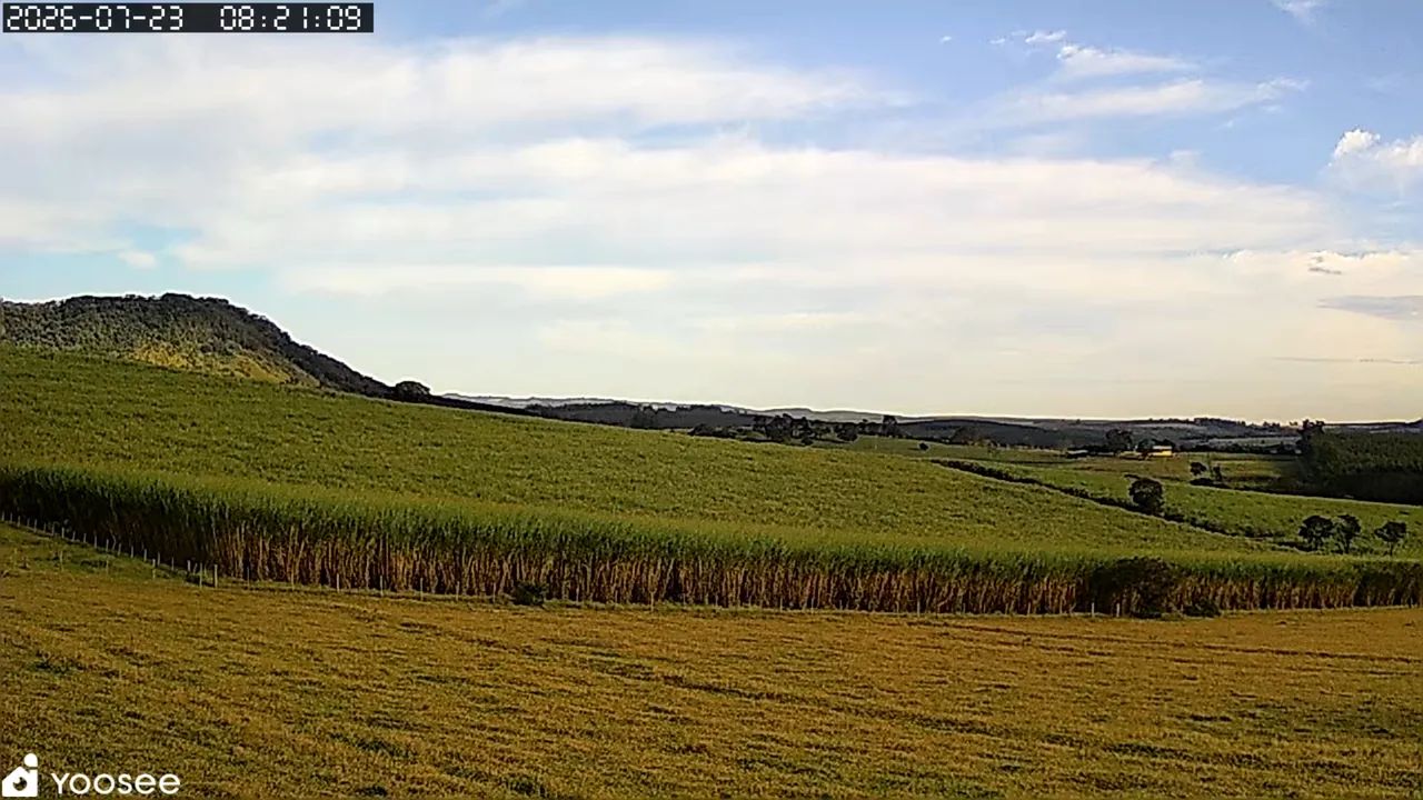 Capiaçu para silagem, trato verde ou mudas - 2 hectares