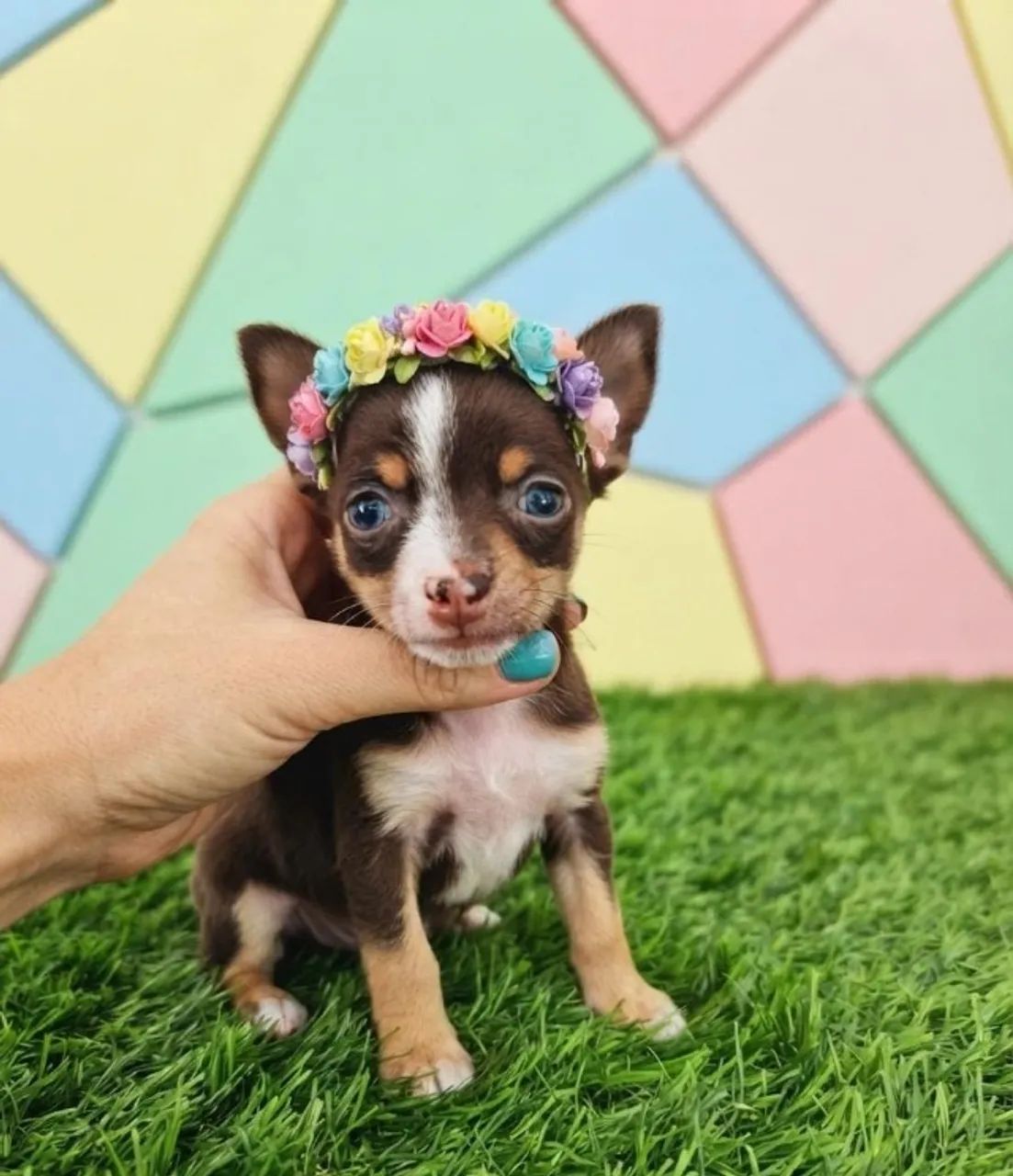 Pinscher cheia de carinho