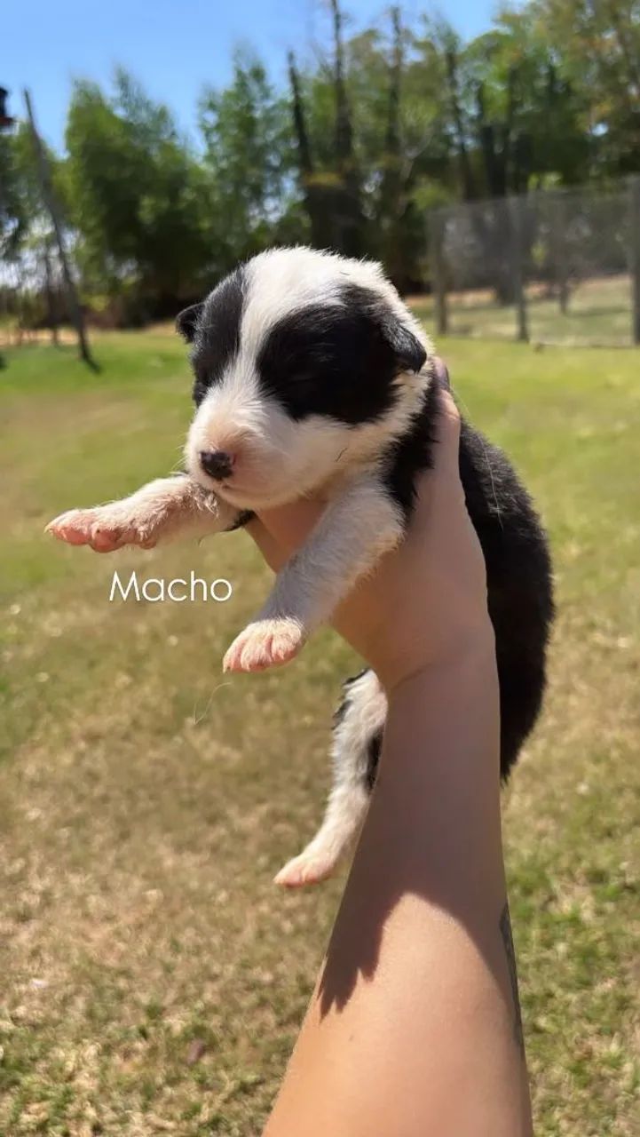 Filhotes Border Collie  - Foto 4