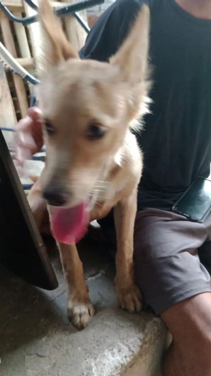 Cachorro porte grande - Foto 4