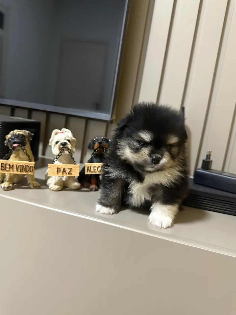 Vendo filhotes de Spitz alemão  - Foto 3