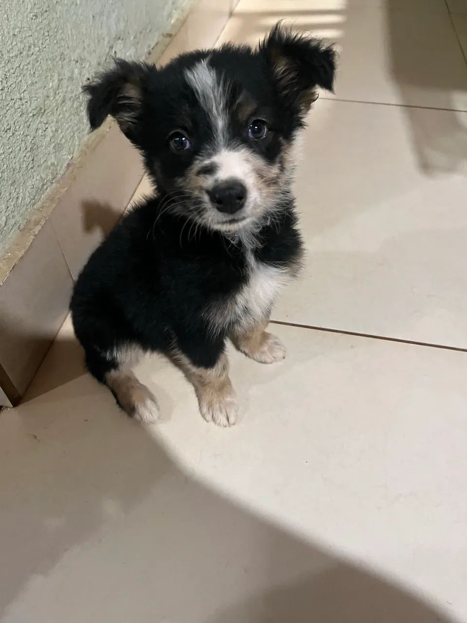 Doa-se duas cachorrinhas 
