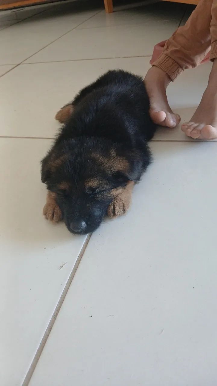 Cachorro 