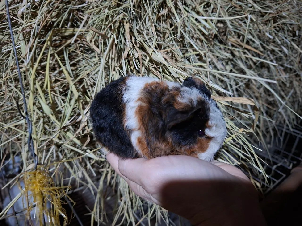 Filhotes de porquinho da india de raça  - Foto 2
