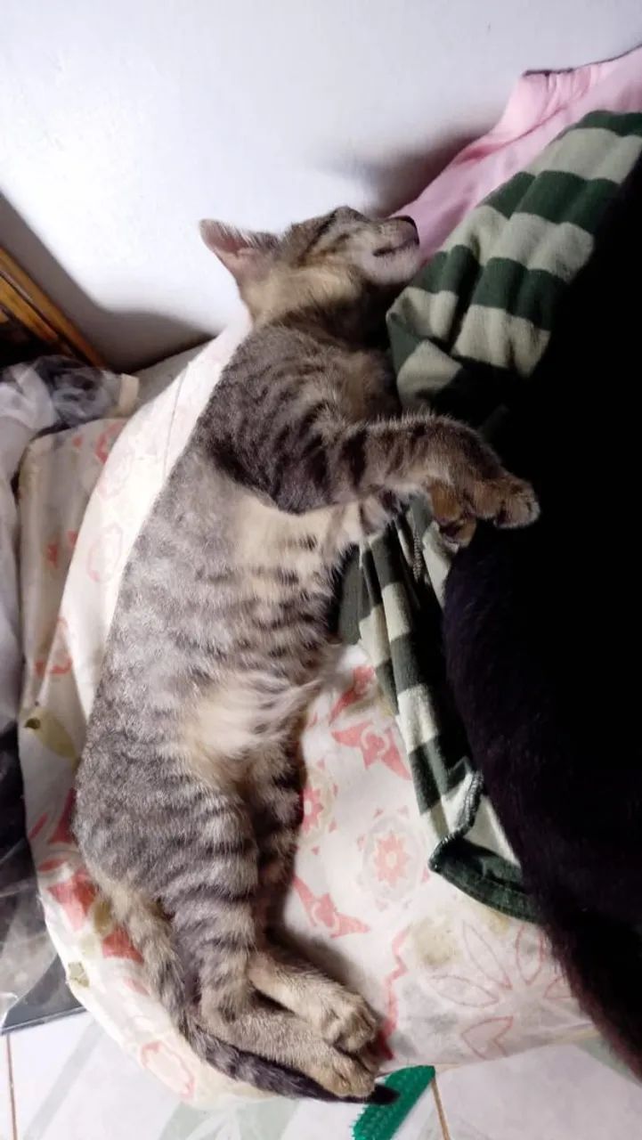 Gatinha tigrada linda e amável  - Foto 2