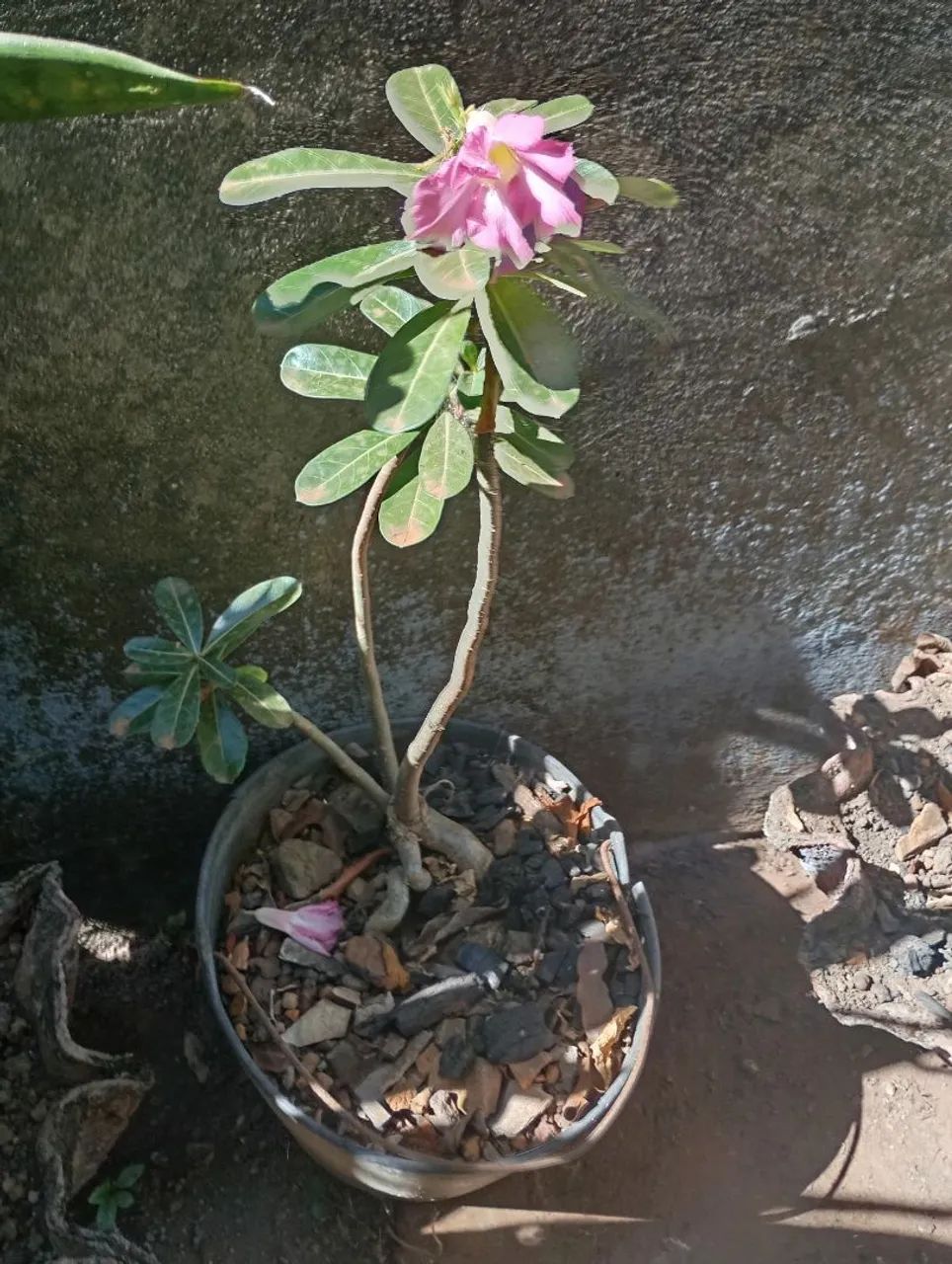 Rosa-do-Deserto - Foto 2
