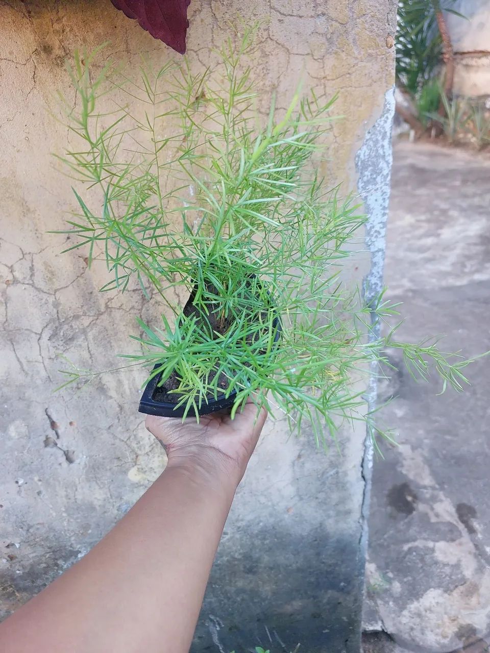 Planta Aspargo Alfinete
