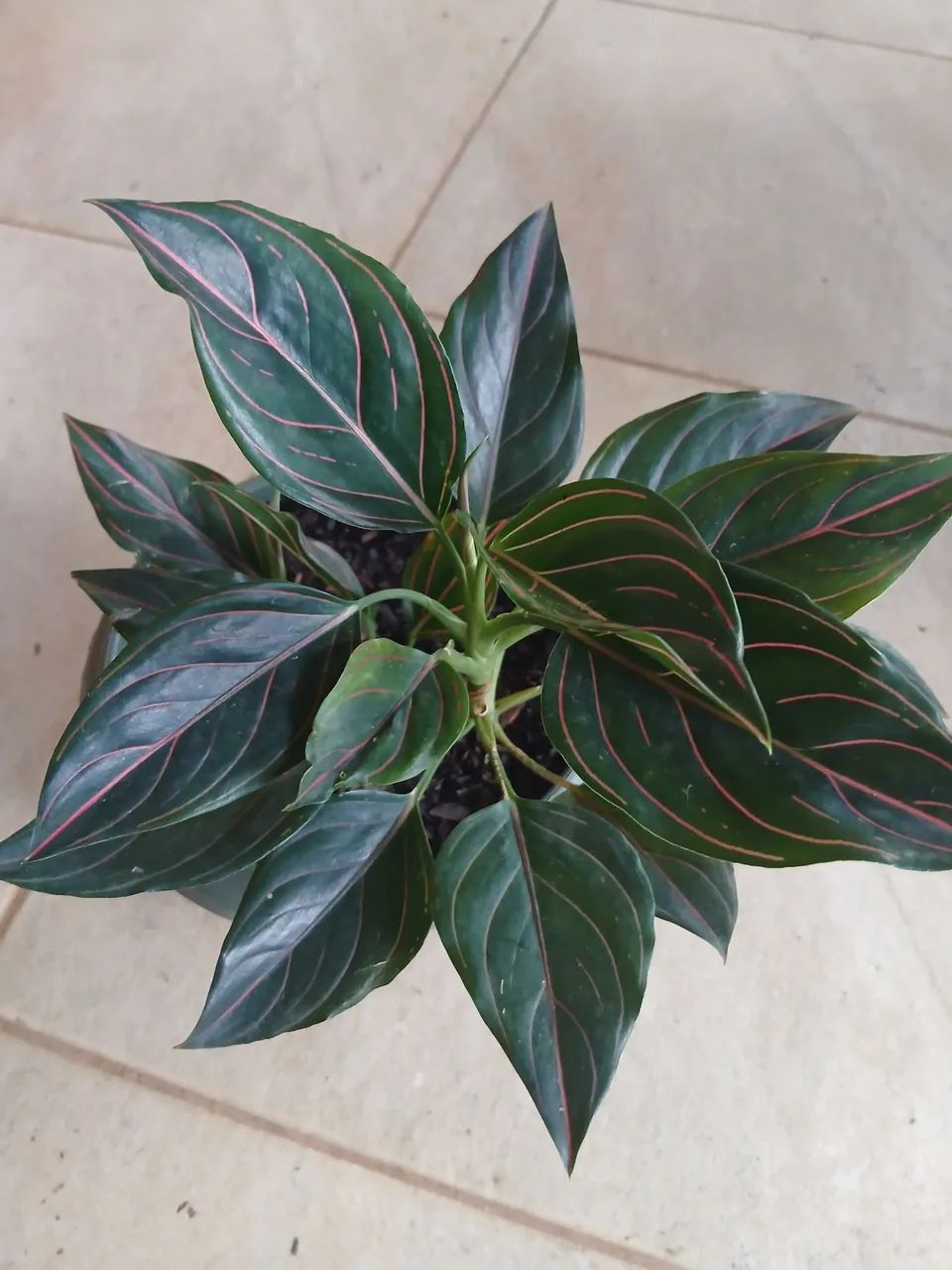 Planta 