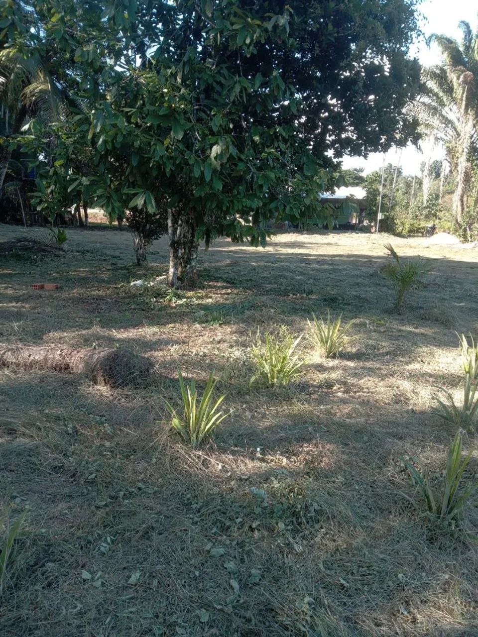 Terreno com sítio e casa em construção! - Foto 5