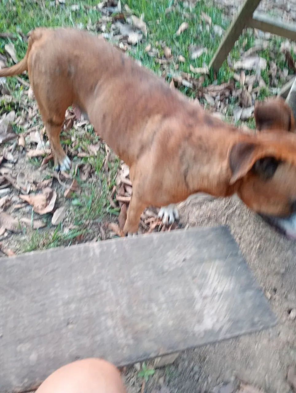 Cachorro - Foto 4
