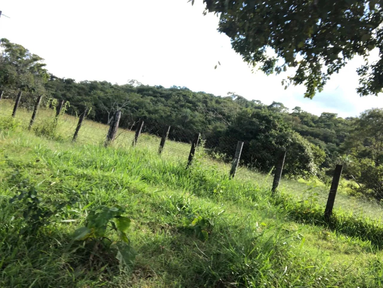Alugo fazenda GO - Foto 2