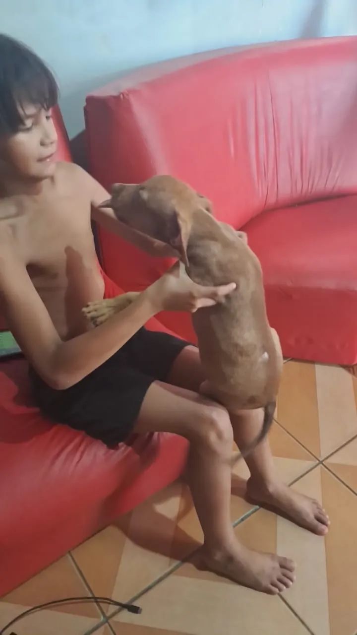 Animais de estimação  - Foto 2