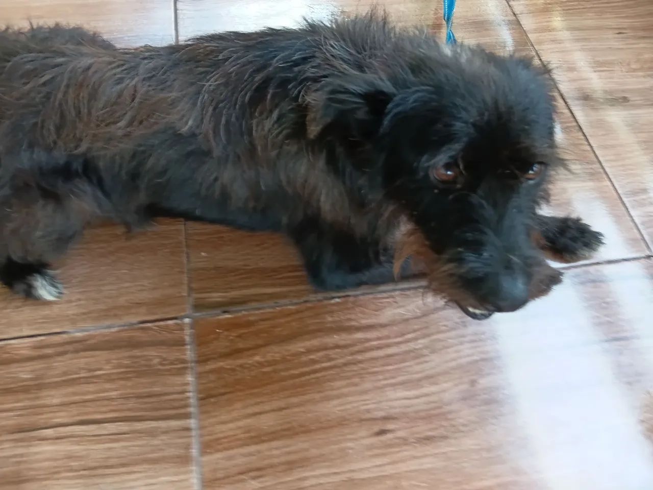 Adoção de cachorro  - Foto 4