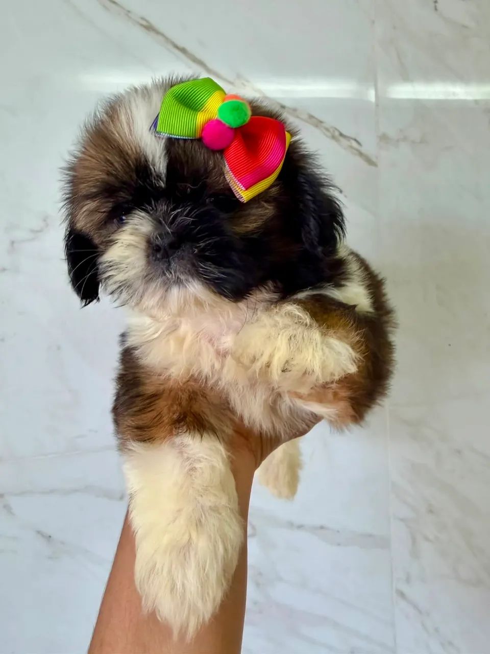Cachorro  - Foto 3