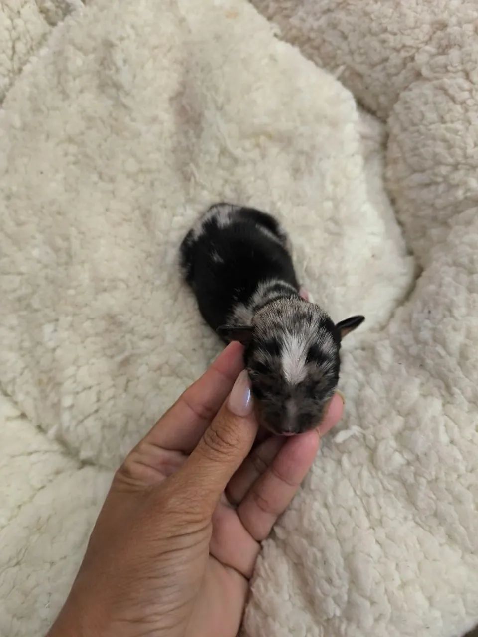 Pinscher zero mofadinnho 