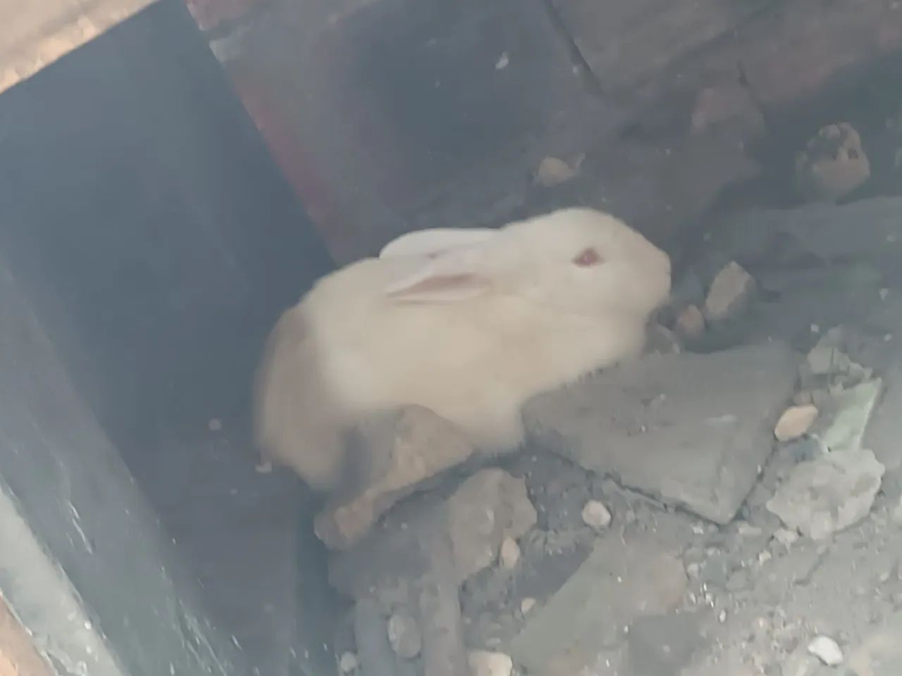 Coelhos  - Foto 4