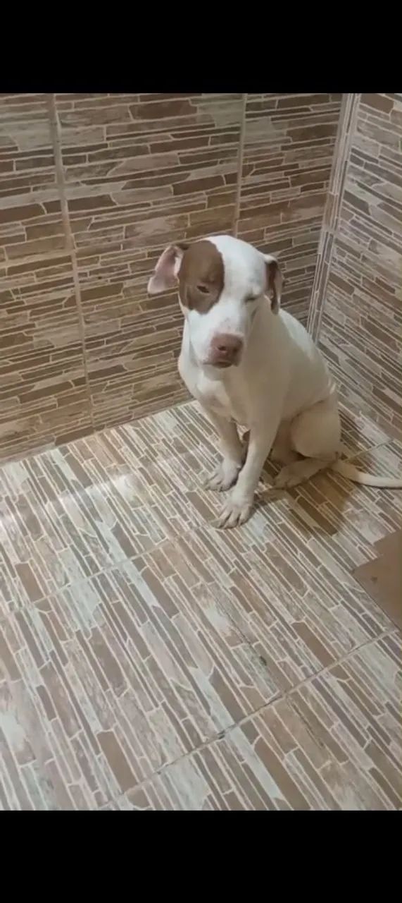 Filhotes de Pitbull  - Foto 3