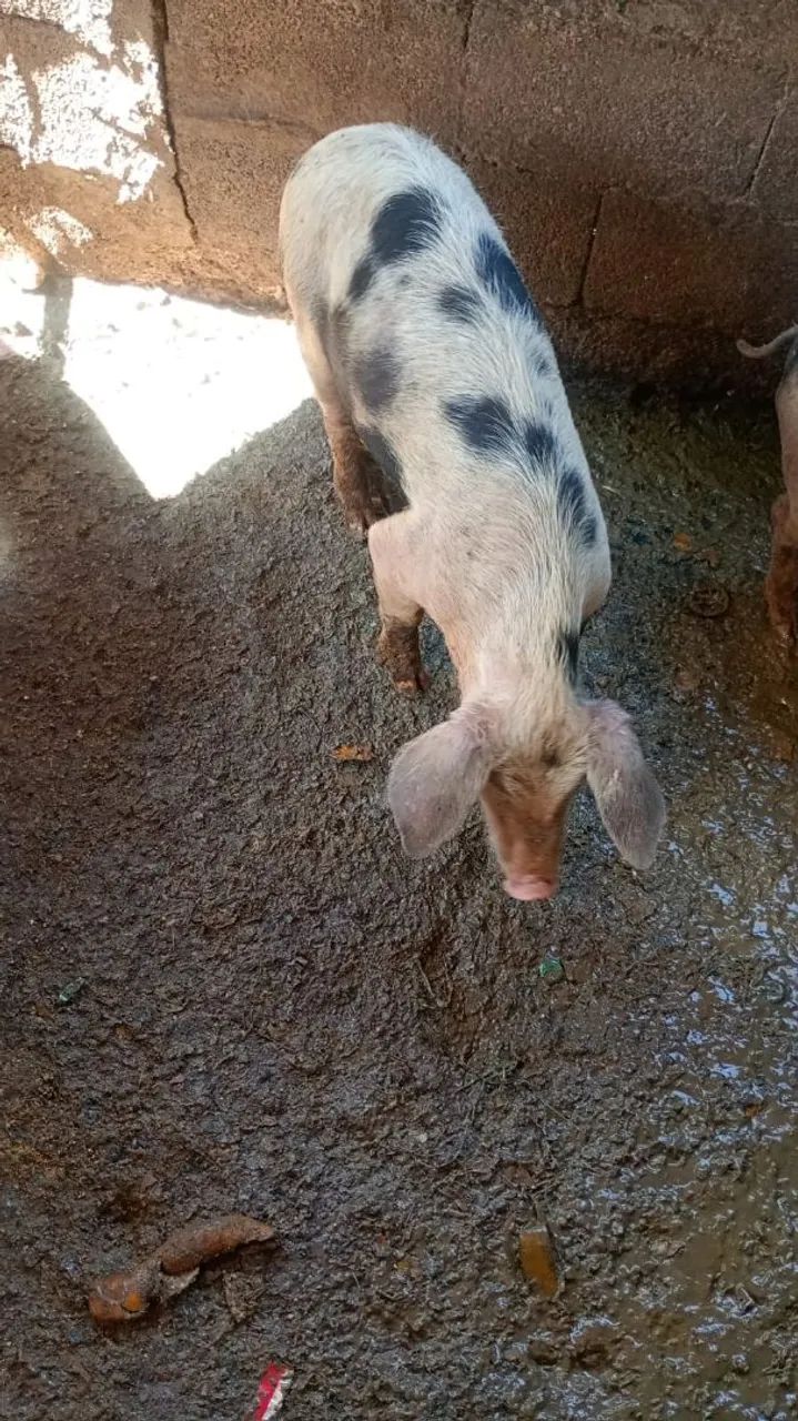 Leitões a venda  - Foto 2