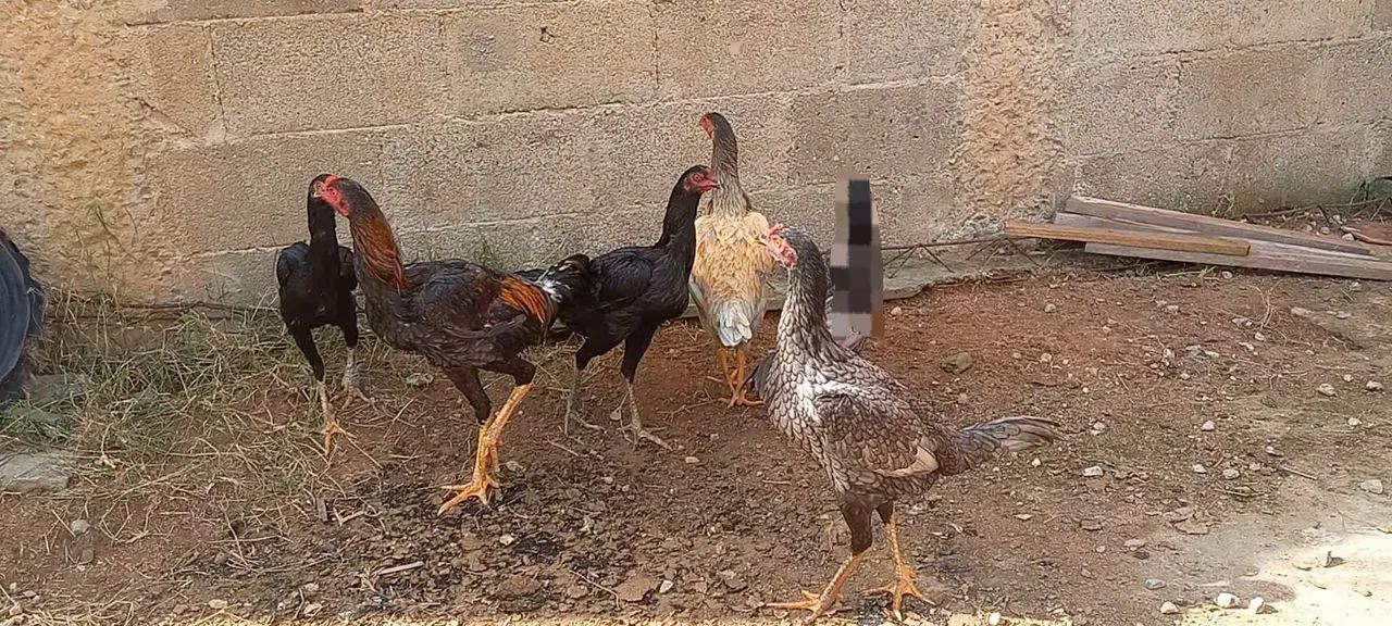 Frangas e frango índio  - Foto 4