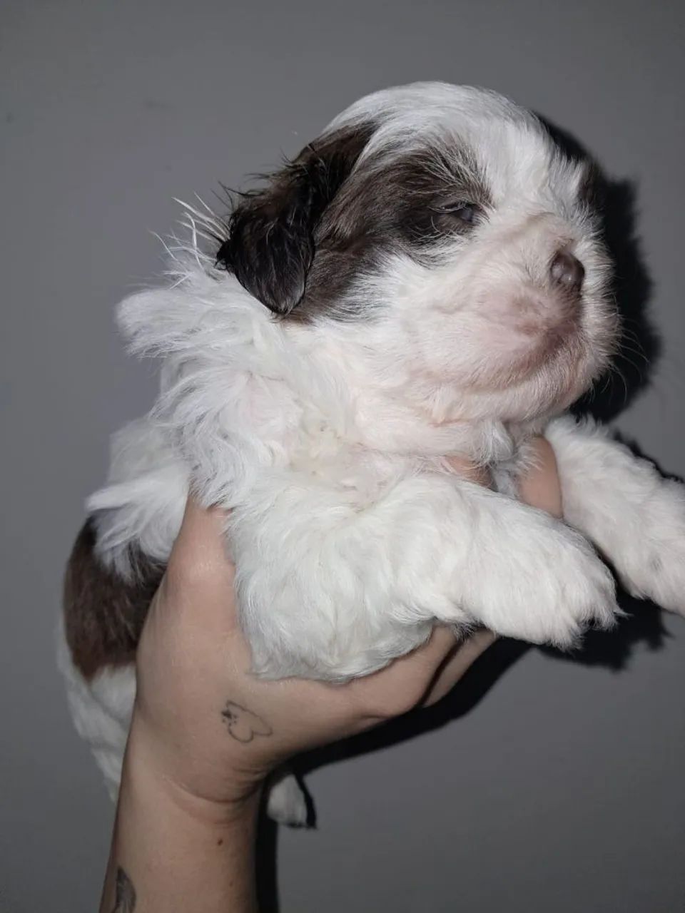 Shih tzu macho   850 - Foto 3