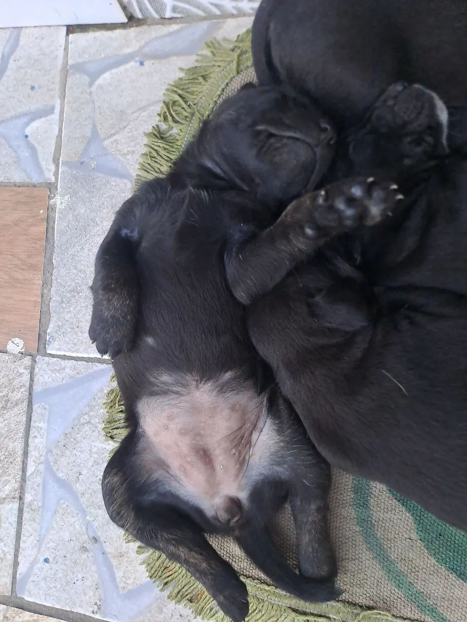 Doação Lindos filhotes misto pai labrador  - Foto 3