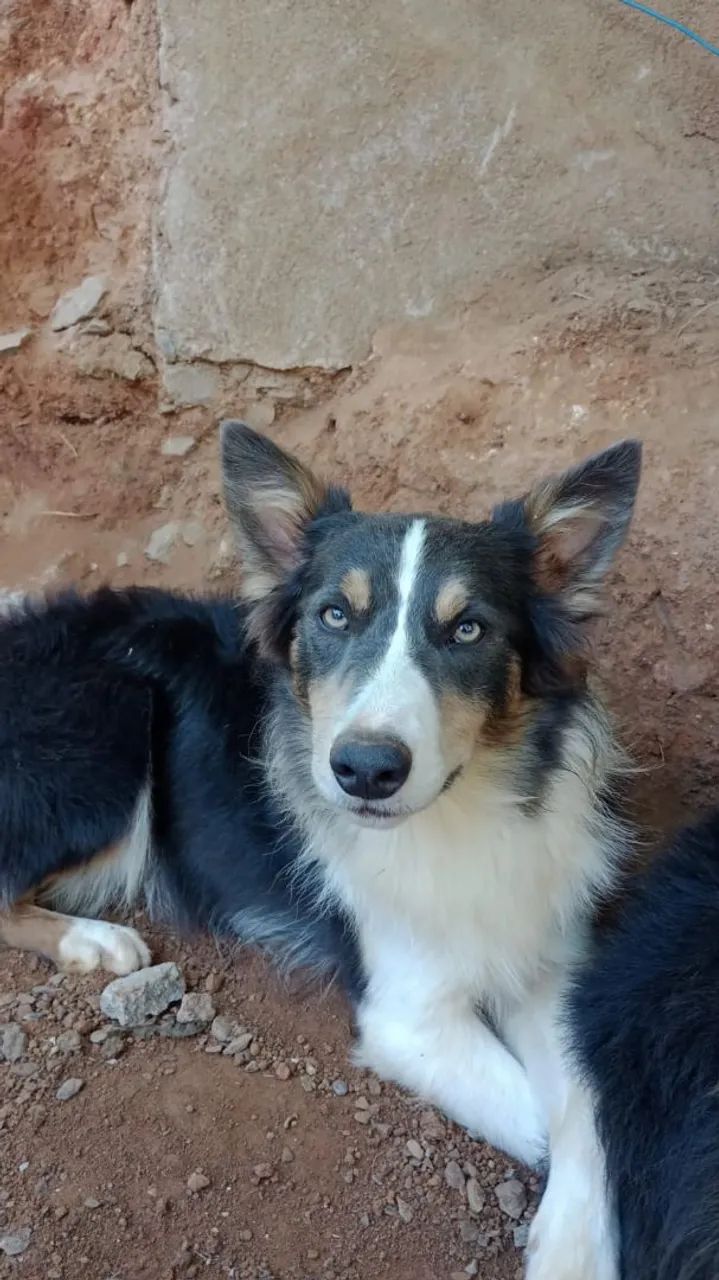 Doação de Border Collie  - Foto 4