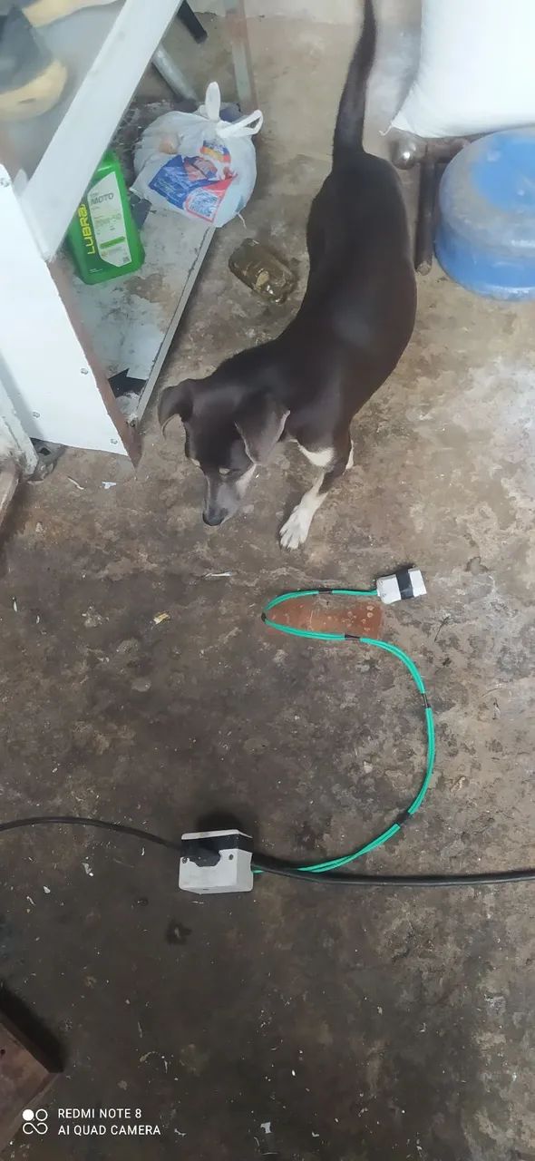 vadela rachada com pintch - Foto 3