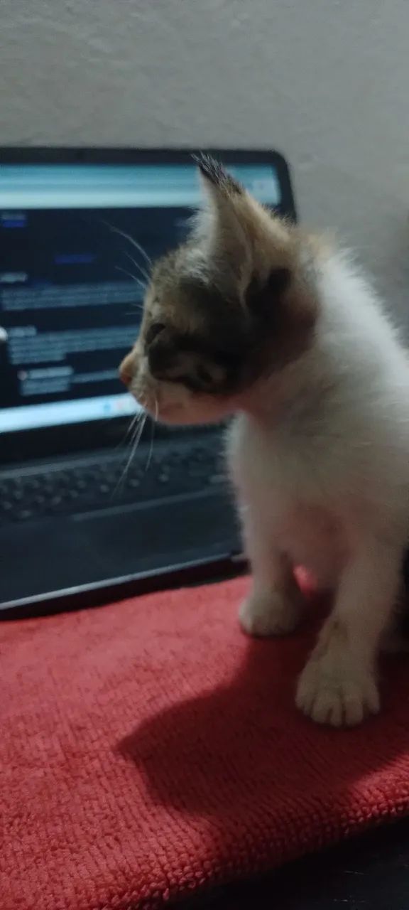 Gatinha futuramente castrada - Foto 2