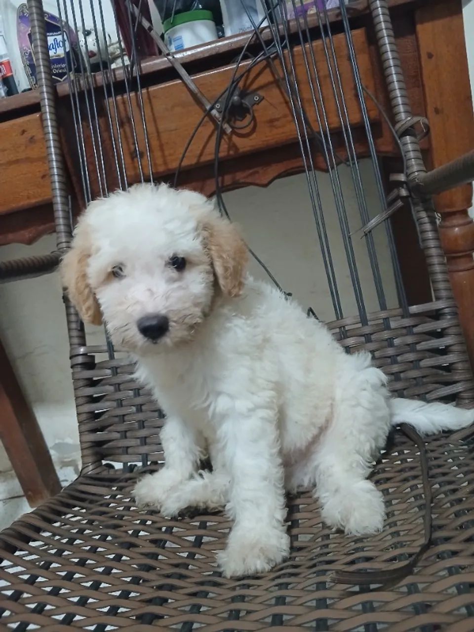 Animais de estimação  - Foto 2