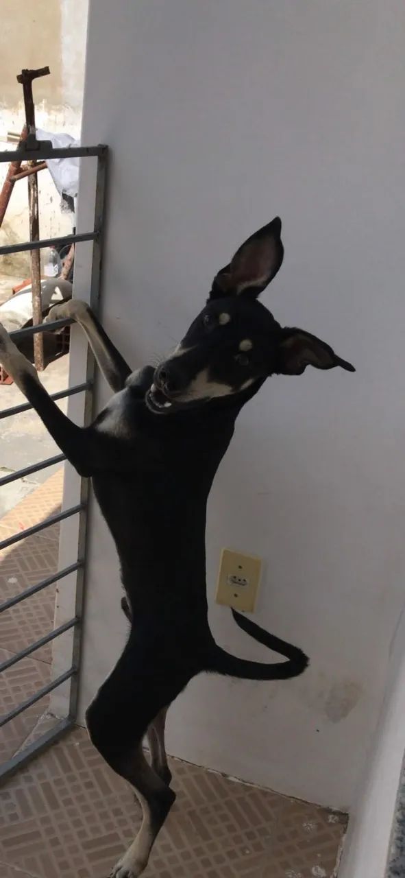 Cachorro SDR - Foto 2