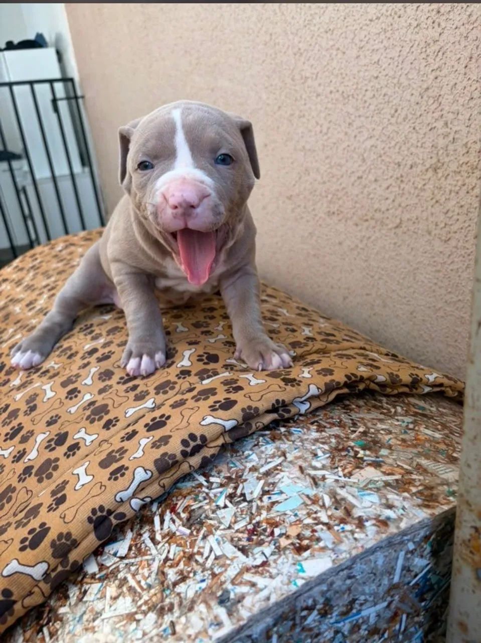 Cachorro pitbull 