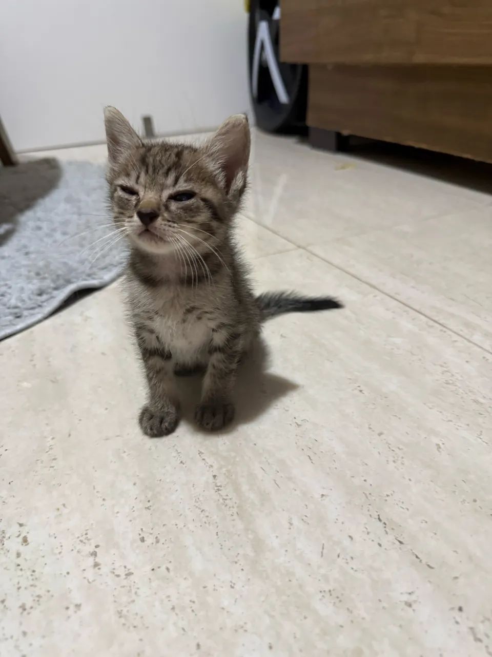 Gatinhos pra adoção responsável  - Foto 5