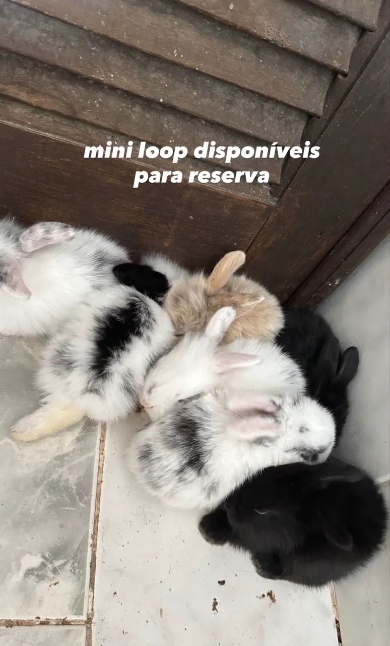 Coelho Mini Loop - Foto 2