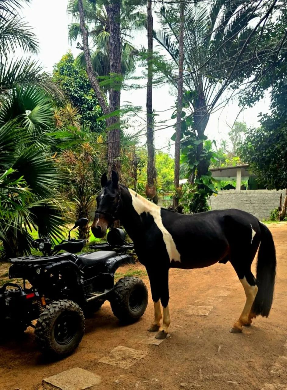 Vendo Cavalo Mangalarga