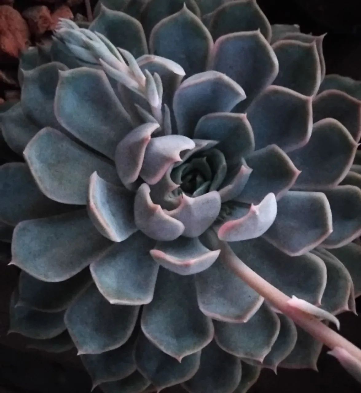 Planta suculenta 