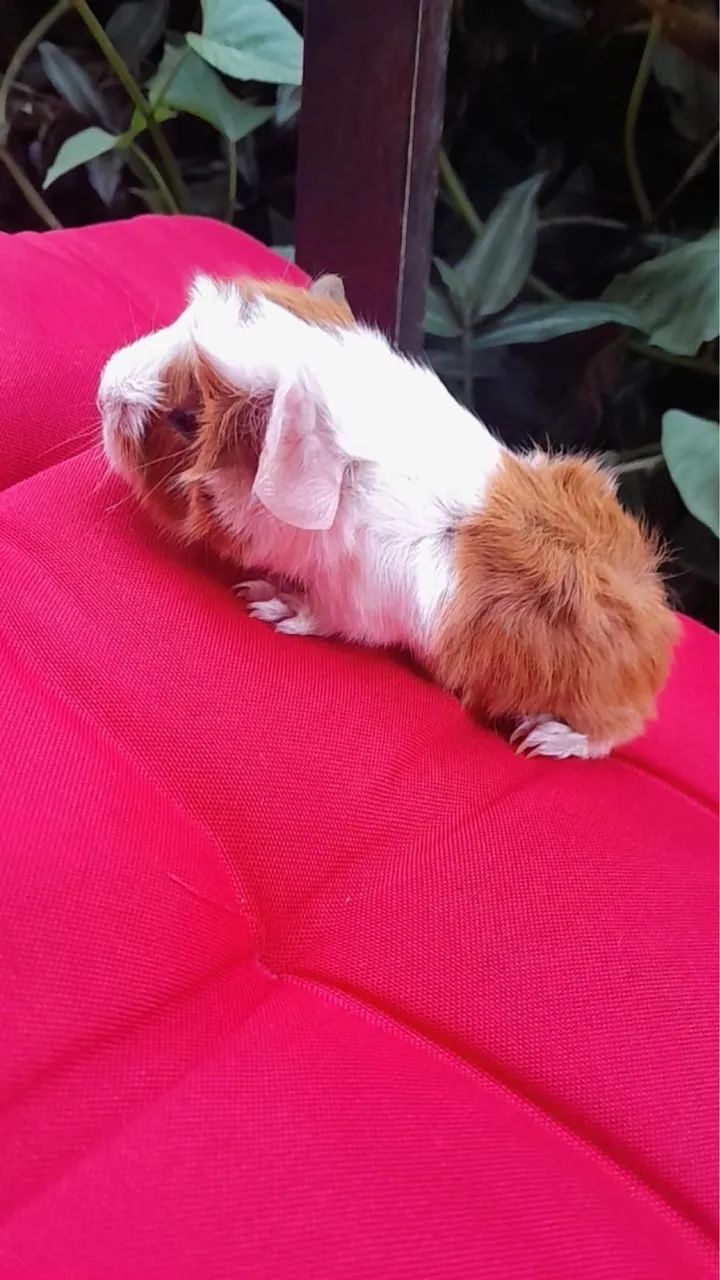 Filhotes de porquinho da Índia 